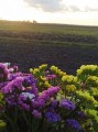 IMG_20250425_090911.jpg