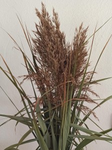 Trzcina naturalna