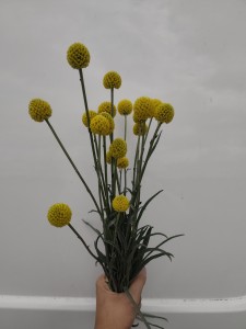 Kraspedia bukiet 